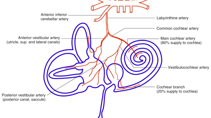 inner ear cochlea blood supply illustration