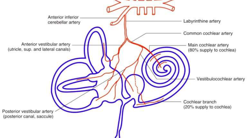 auditory cortex hyperactivity illustration