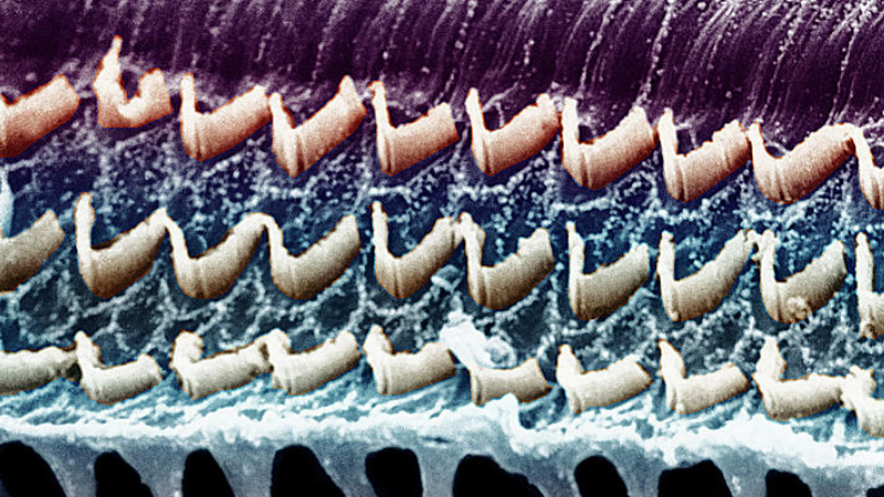 inner ear hair cell protection illustration